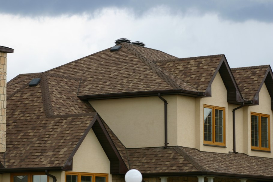 Тегула простая моллюск