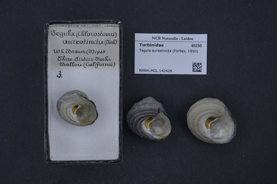 ТЕХНОНИКОЛЬ Shinglas многослойная черепица Фазенда коричневый 4d4x21-0712rus