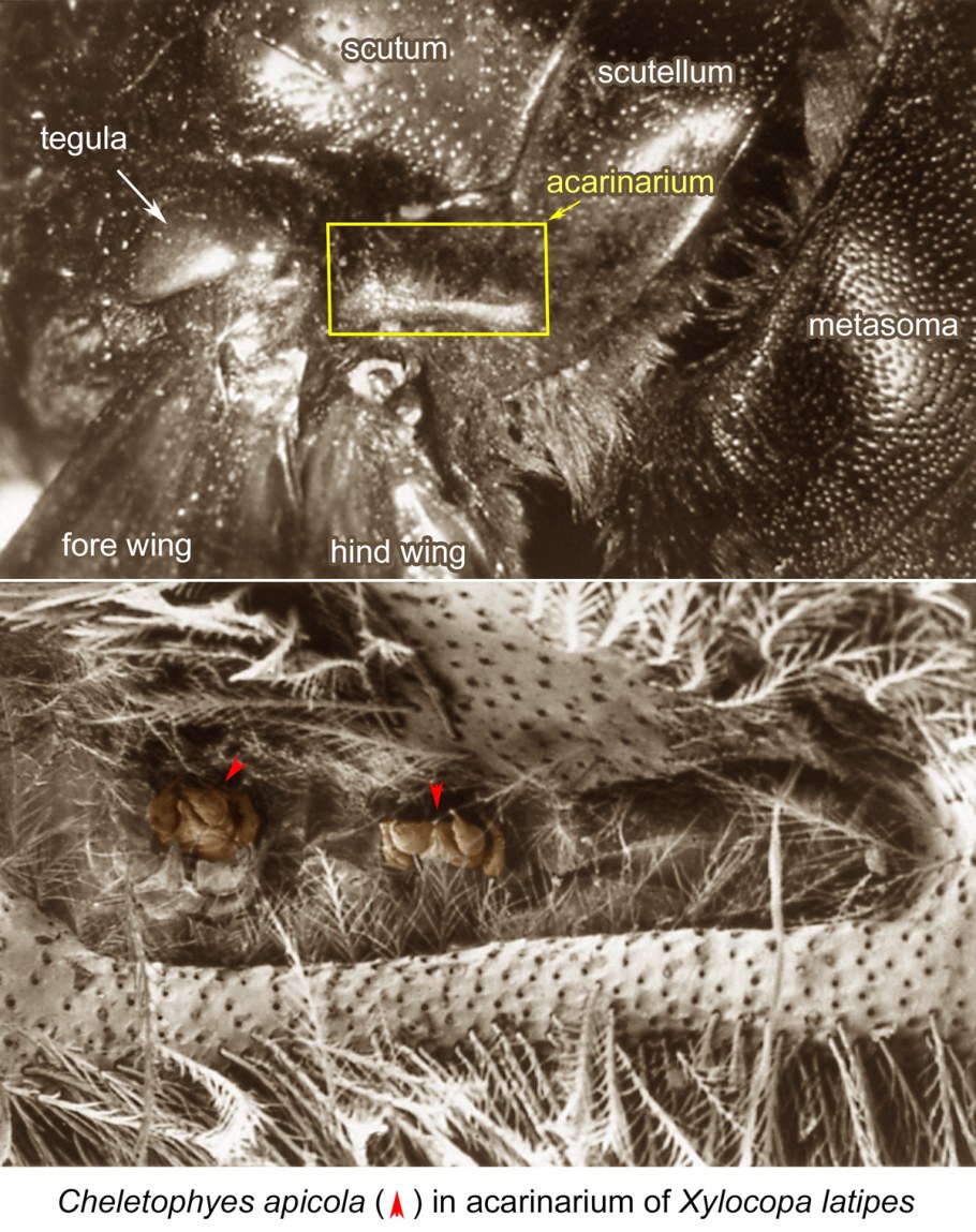 Сульчис-Иглесьенте