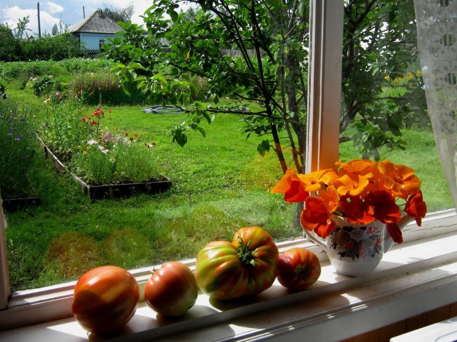 Вид из окна на даче