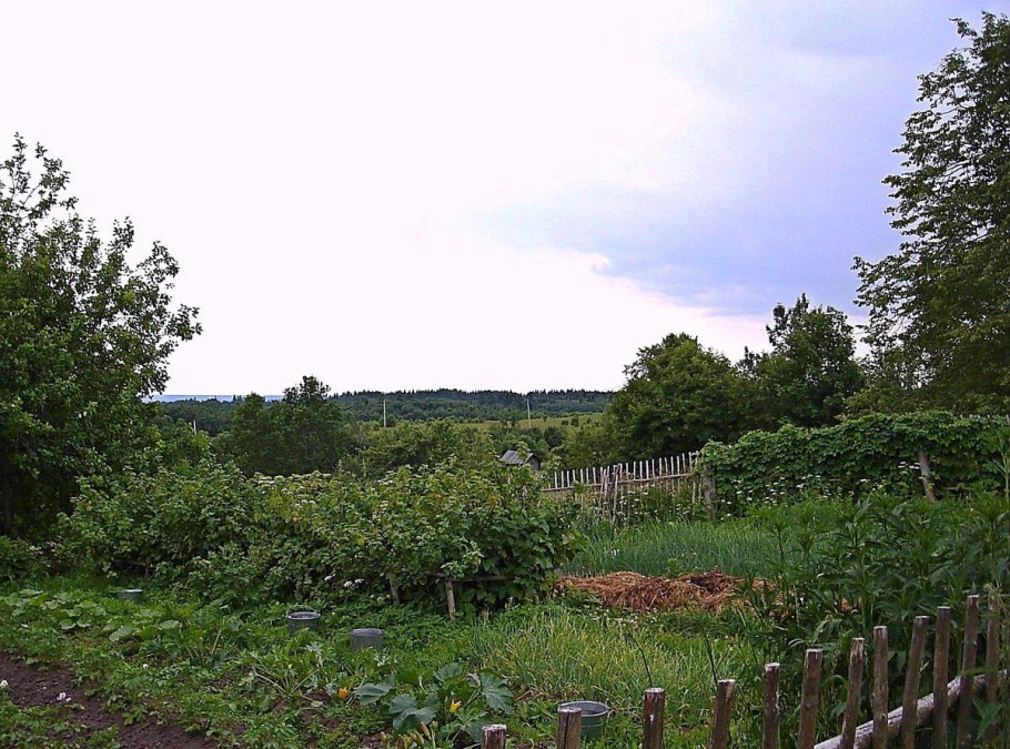 Вид из окна на огород