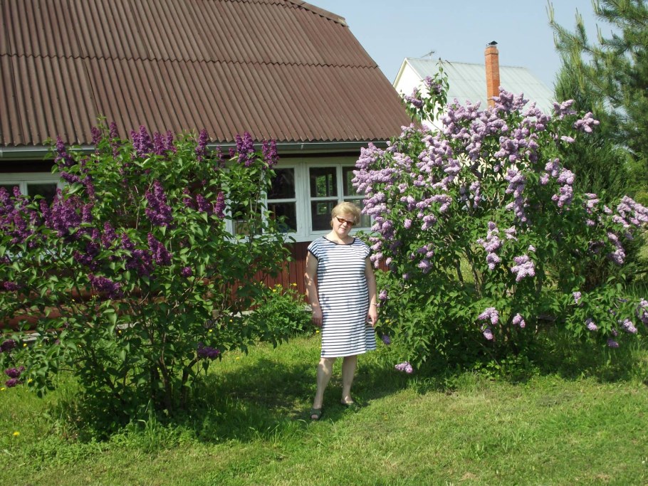 Сирень венгерская Живая изгородь
