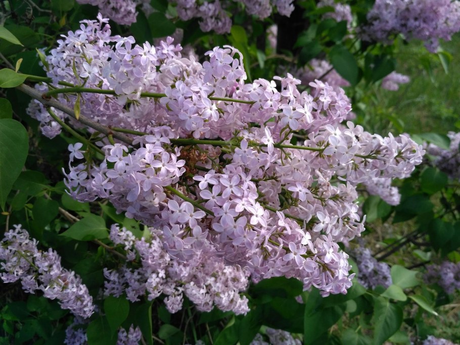 Сирень на участке