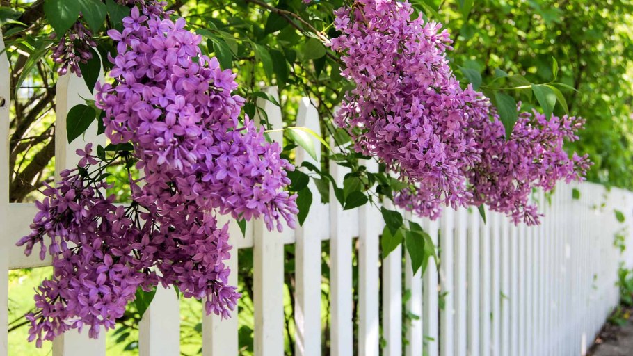 Миксбордер сирень Палибин