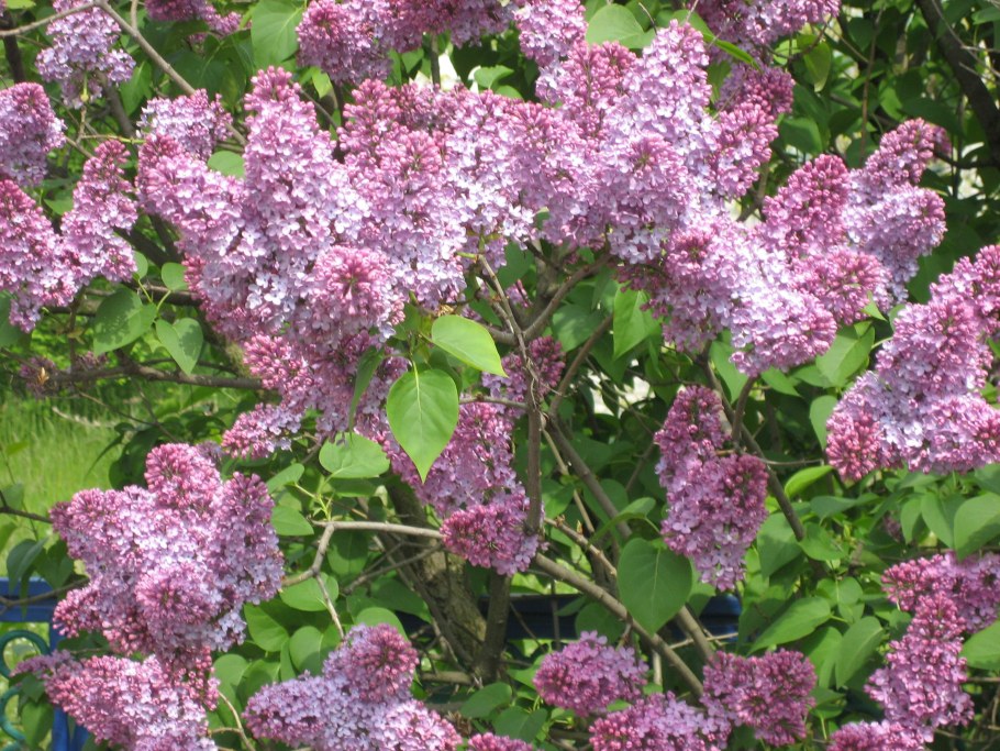 Коломенское музей-заповедник сирень