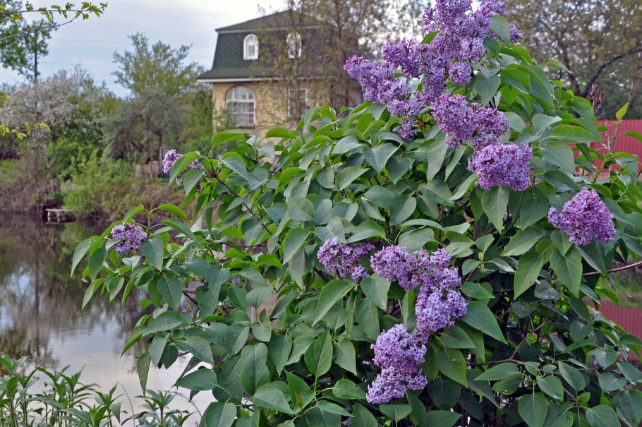 Композиция с сиренью в саду