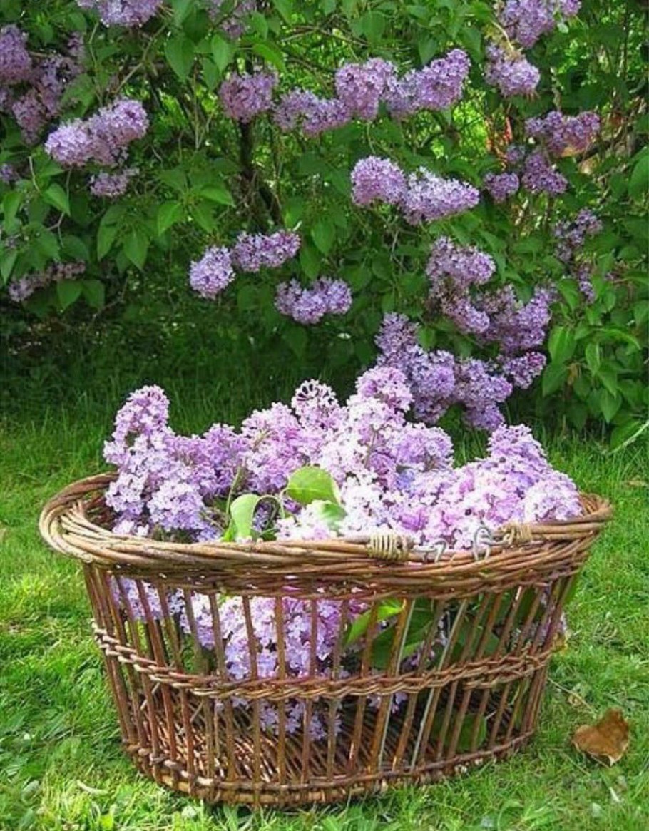 Сирень древовидная