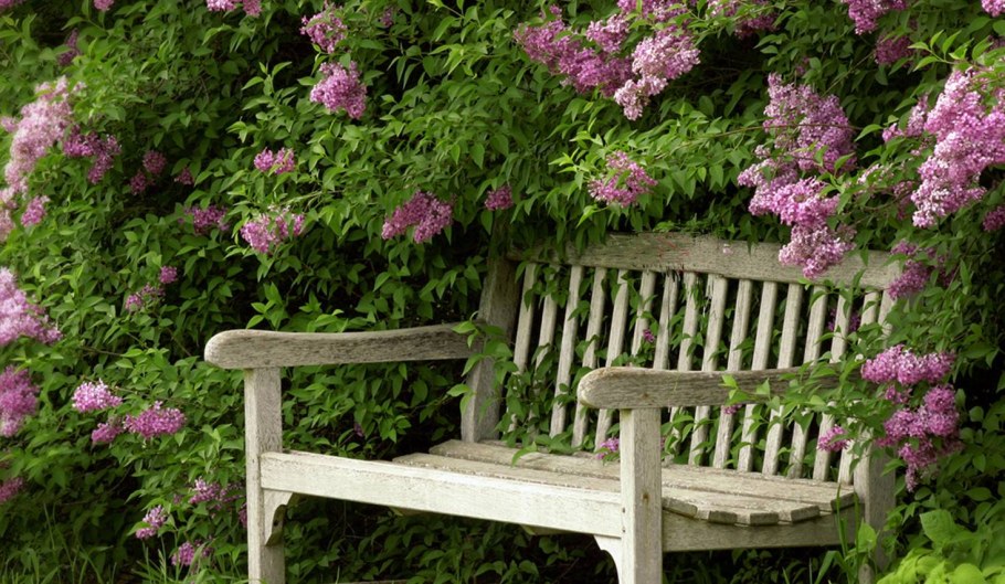 Глициния китайская беседка