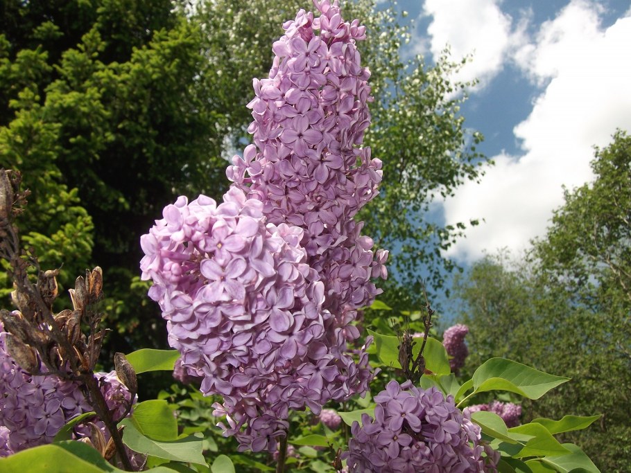 Сирень венгерская изгородь