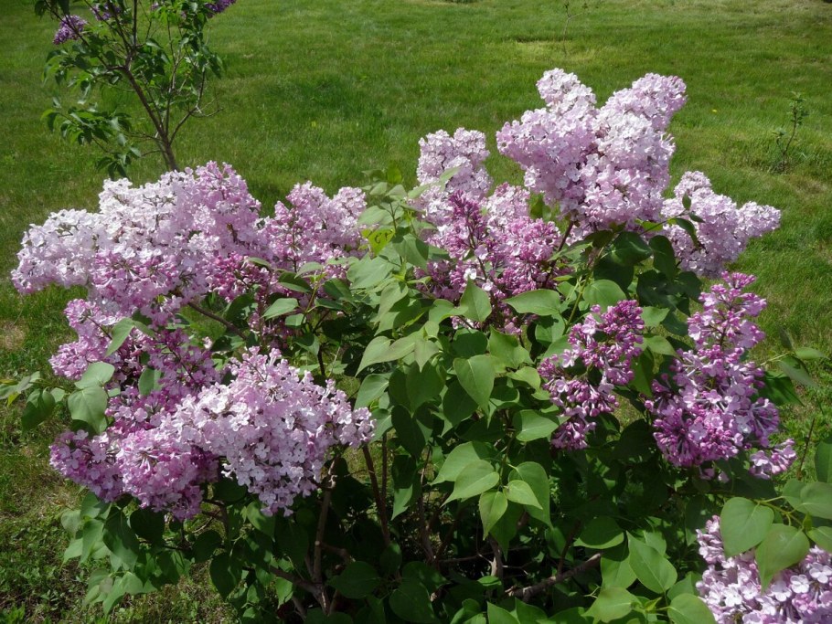 Сирень красная Москва