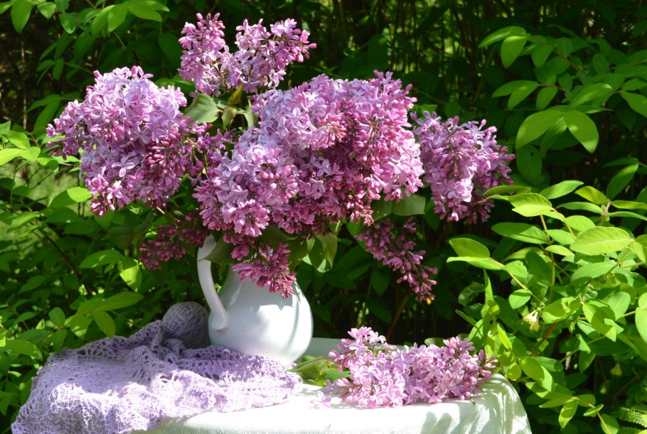 Рододендрон цветет ландшафт