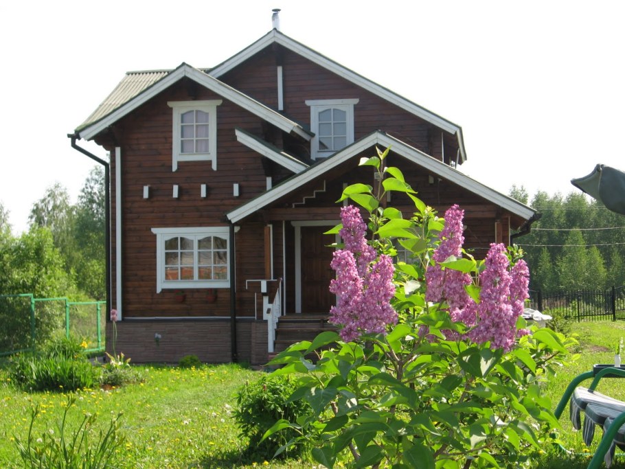 Сирень куст круглолистный