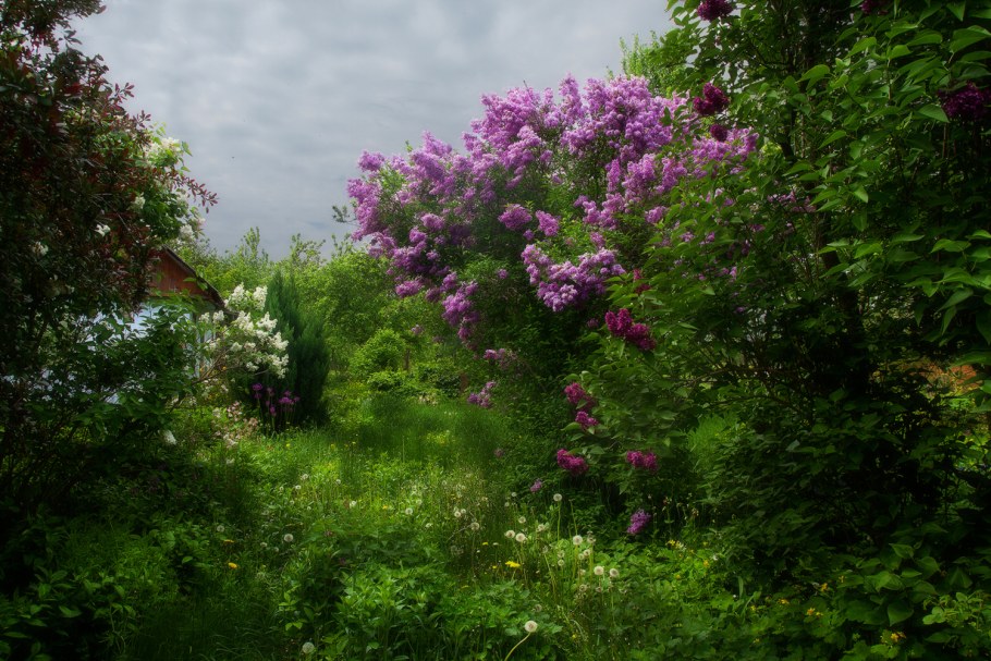 Скамейка под сиренью
