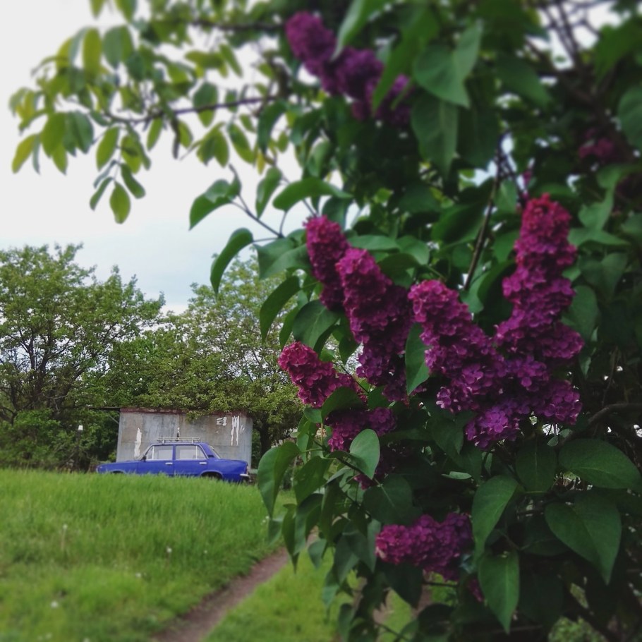 Флауэр Сити сирень