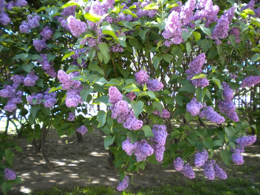 Персидская сирень куст