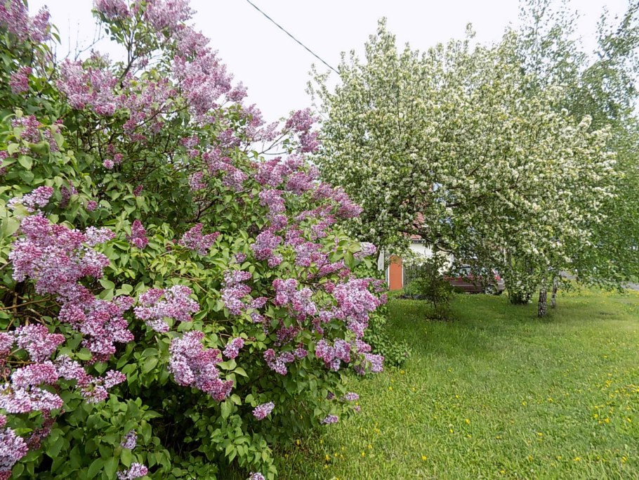 Миксбордер сирень Палибин