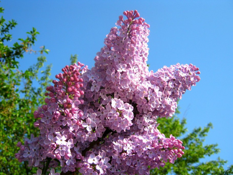 Сирень Вечерний звон