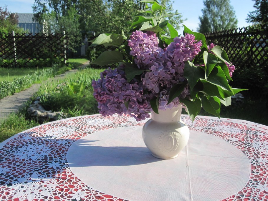 Рижская сирень полукустарник