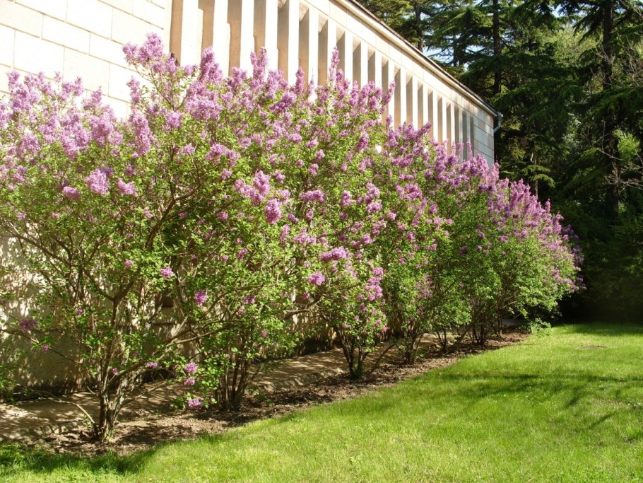 Миксбордер сирень Палибин