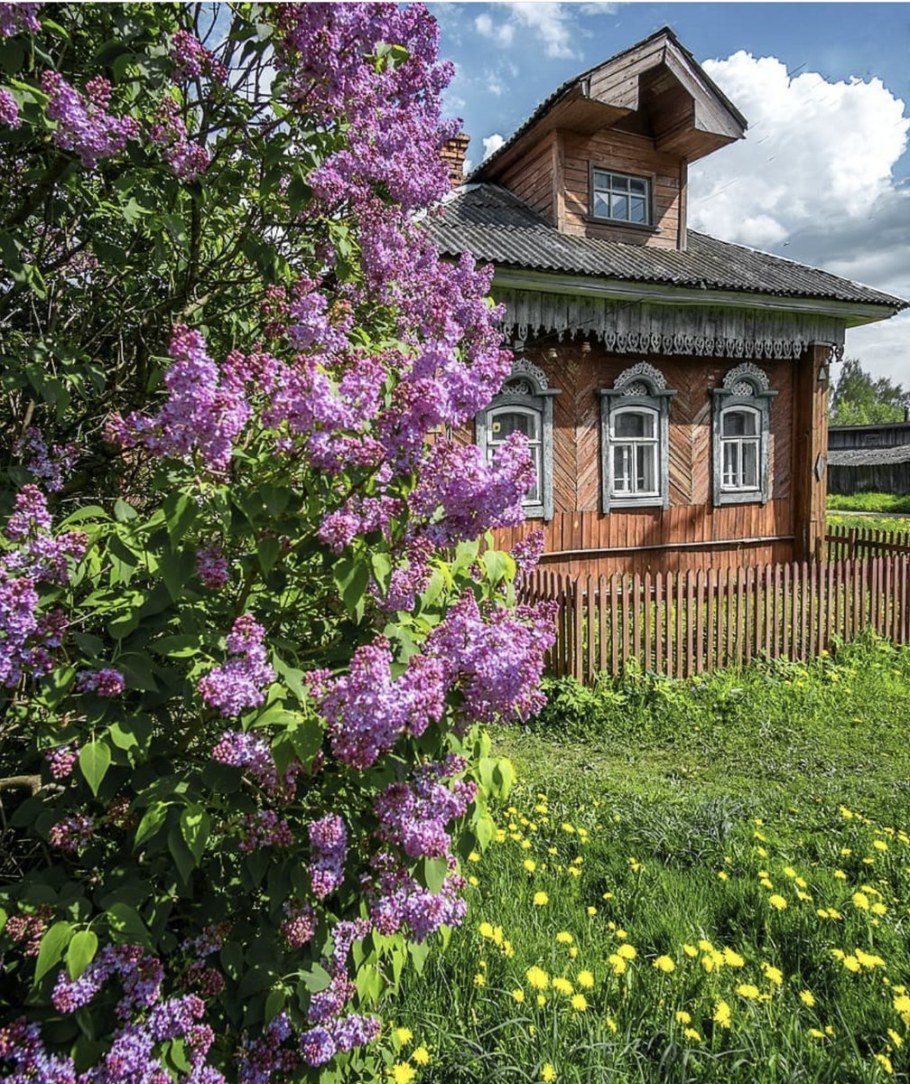 Сирень на даче фото