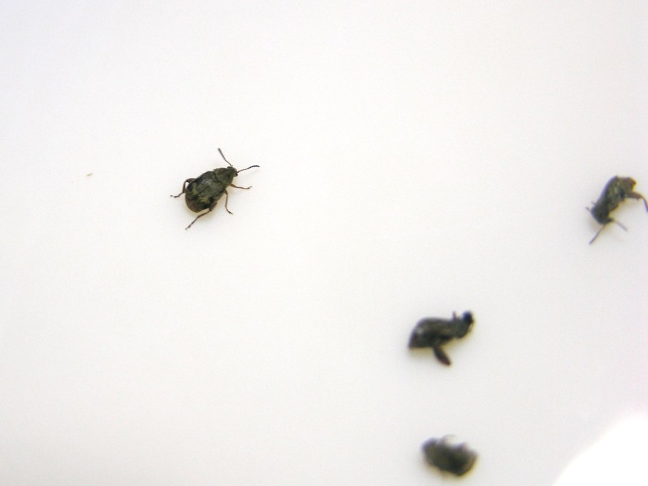 Жук кожеед экскременты