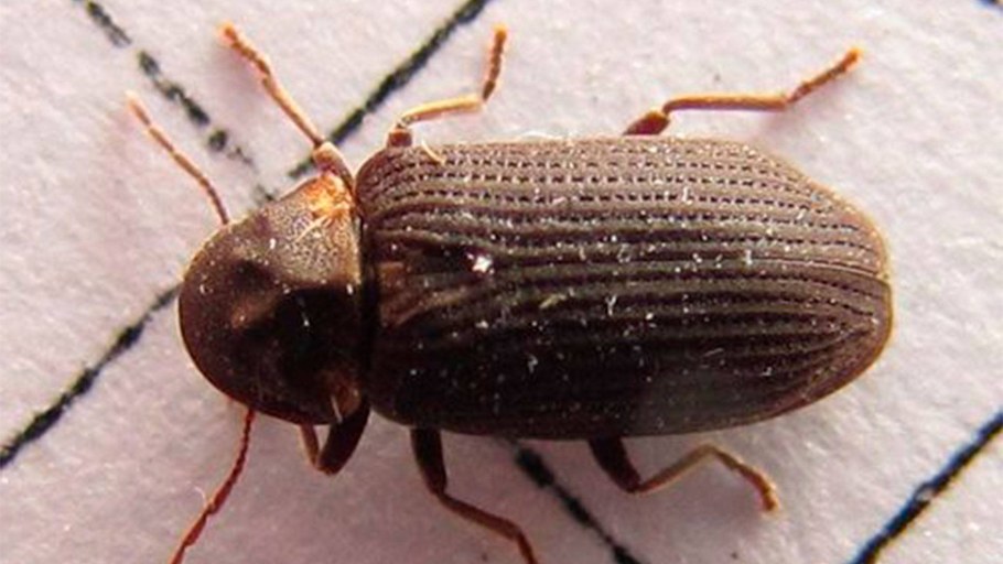 Домашние муравьи