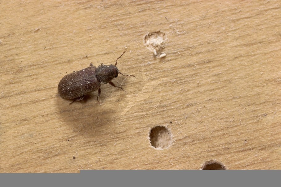 Жук кожеед Смирнова