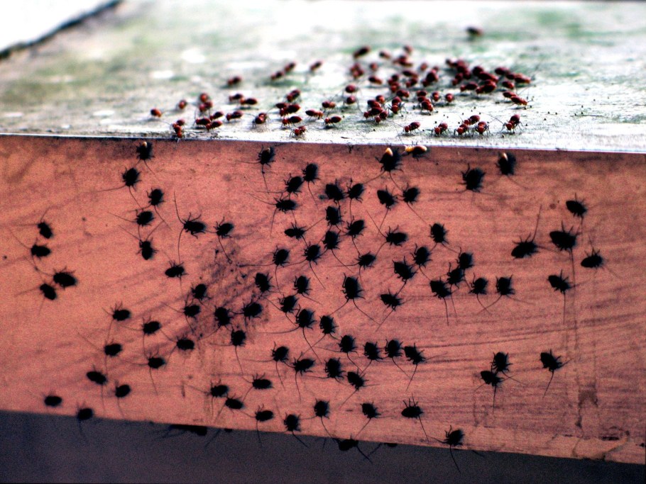 Нашествие постельных клопов