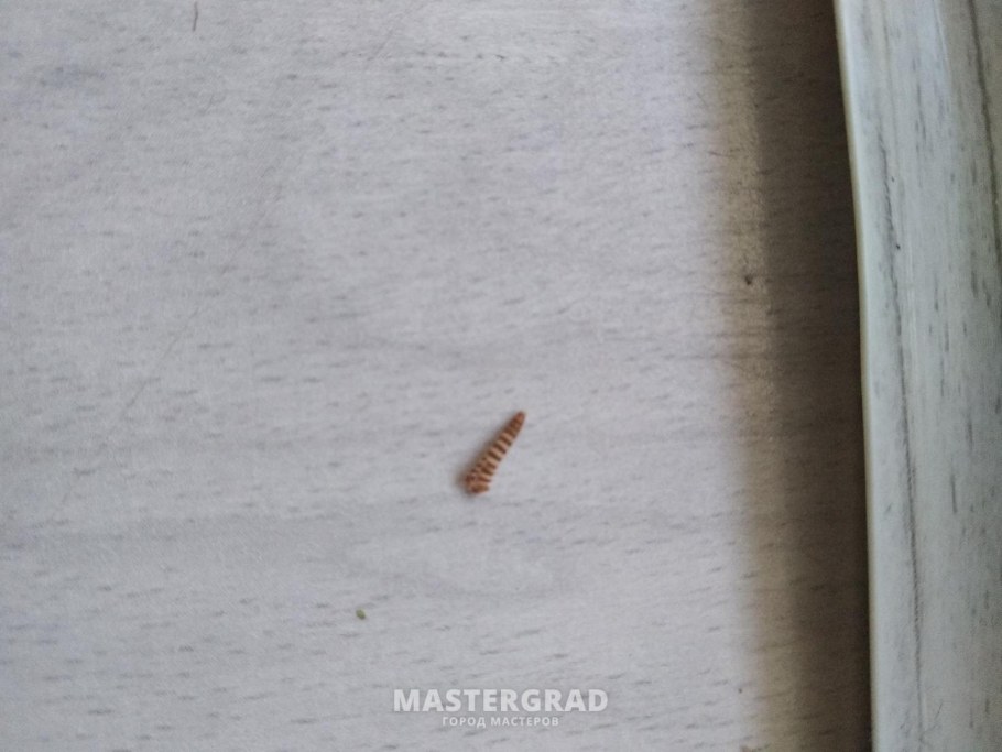 Жук древоточец шашель