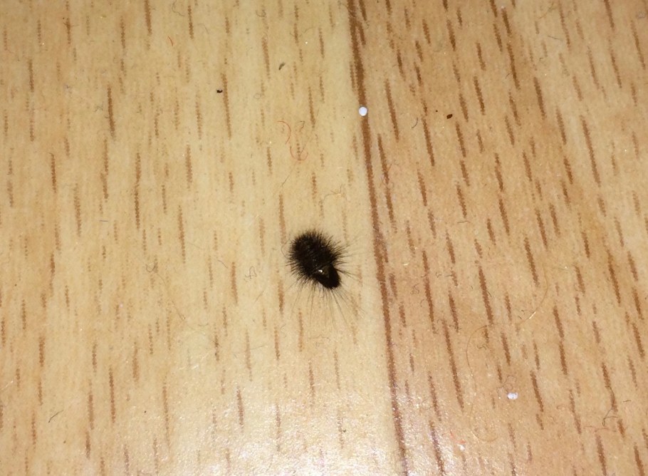 Жук короед Точильщик