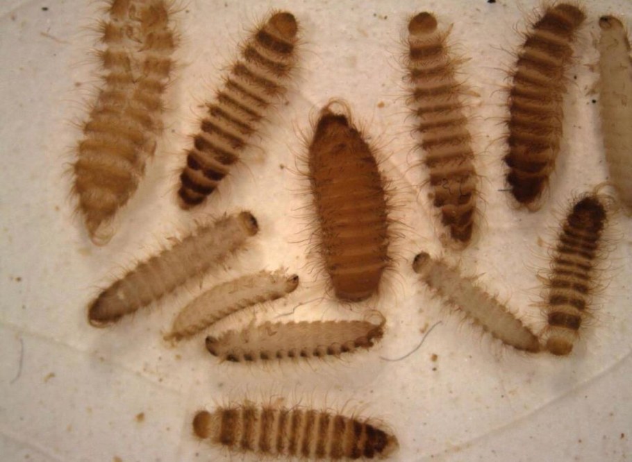 Взрослая особь жука кожееда