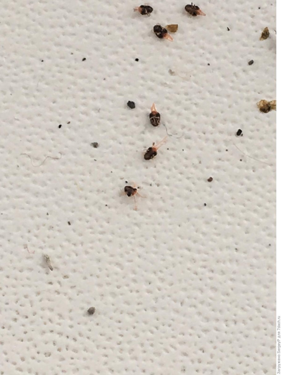 Кухонные тараканы