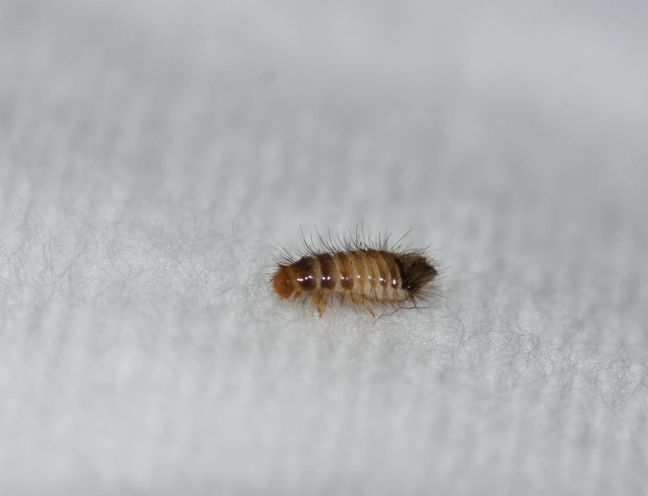 Жук кожеед маленький