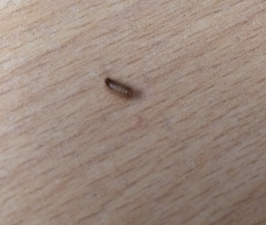 Хитиновый Покров клопов