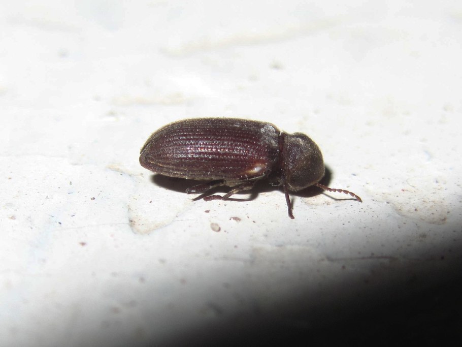 Муравьи в квартире