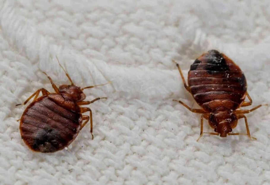 Клоп постельный кровососущий паразит