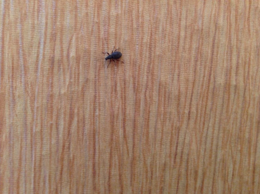 Притворяшка вор Жук