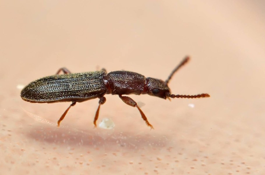 Жук кожеед экскременты