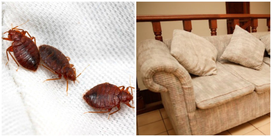 Жук короед Точильщик