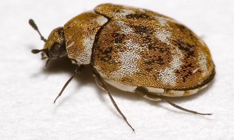 Насекомые в квартире