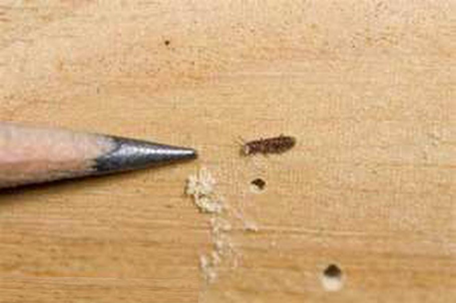 Клоп постельный эктопаразит