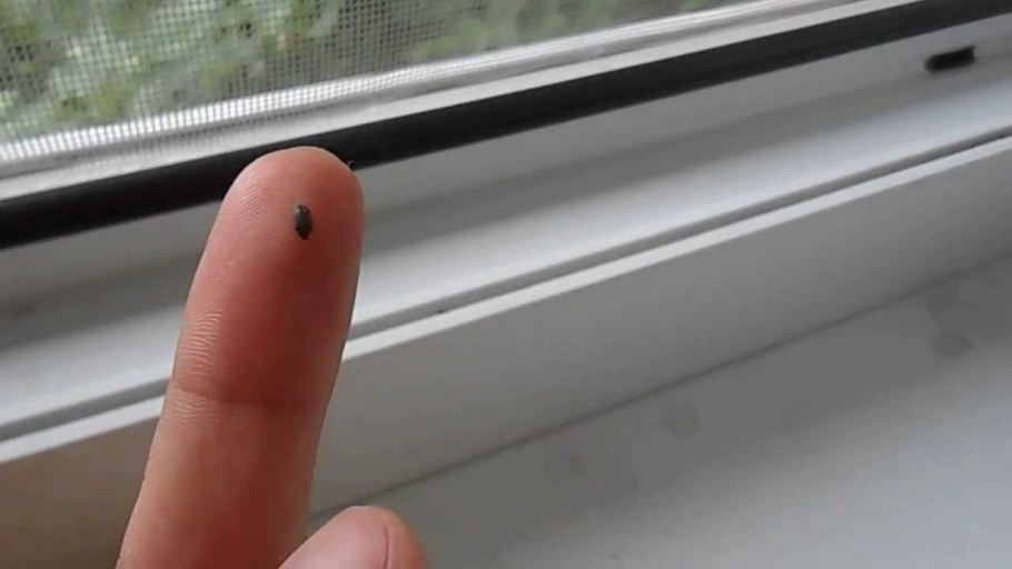 Ковровый Жук кожеед