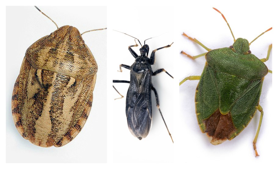 Жук древесный Точильщик