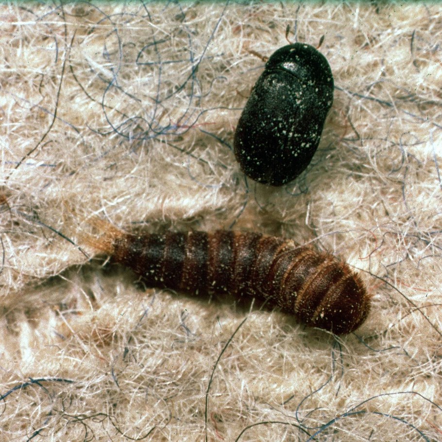 Кожеед Смирнова-Attagenus smirnovi