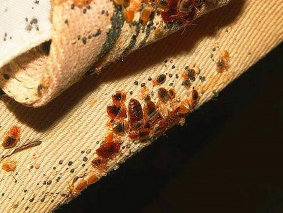 Кожееды маленькие жучки