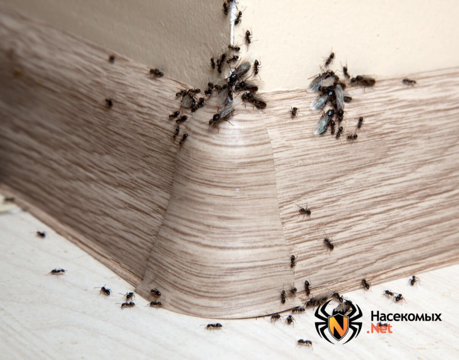 Жук кожеед маленький