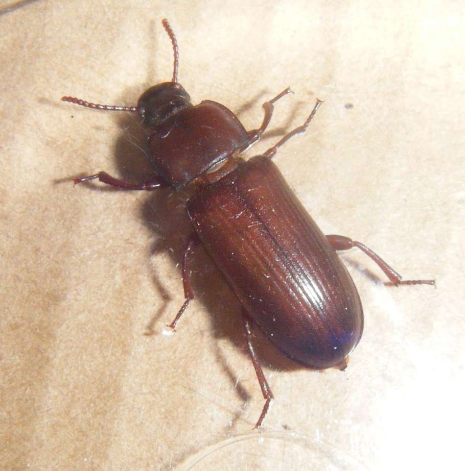 Личинка жука кожееда