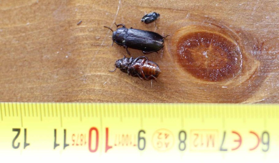 Кровососущие насекомые клопы