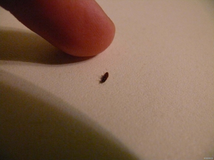 Мокрица чешуйница ЛОВУШКА