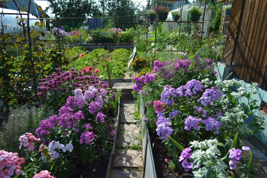 Флоксы в дачном саду